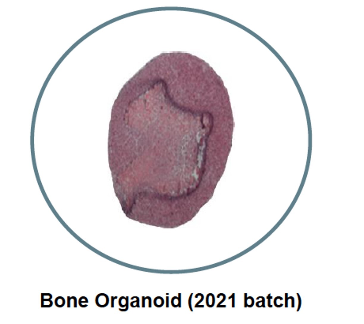 Organoids image 1