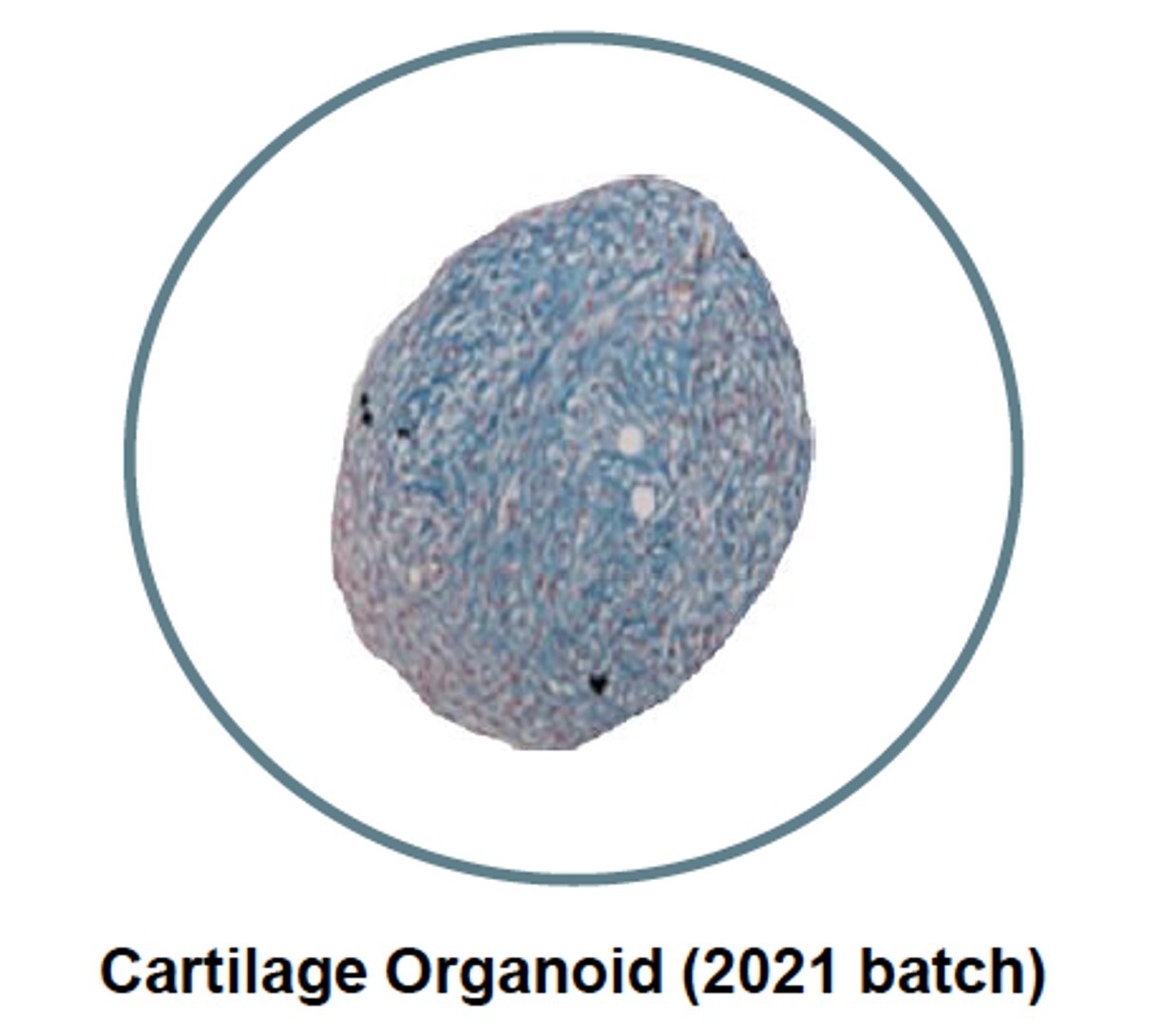 Organoids image 2